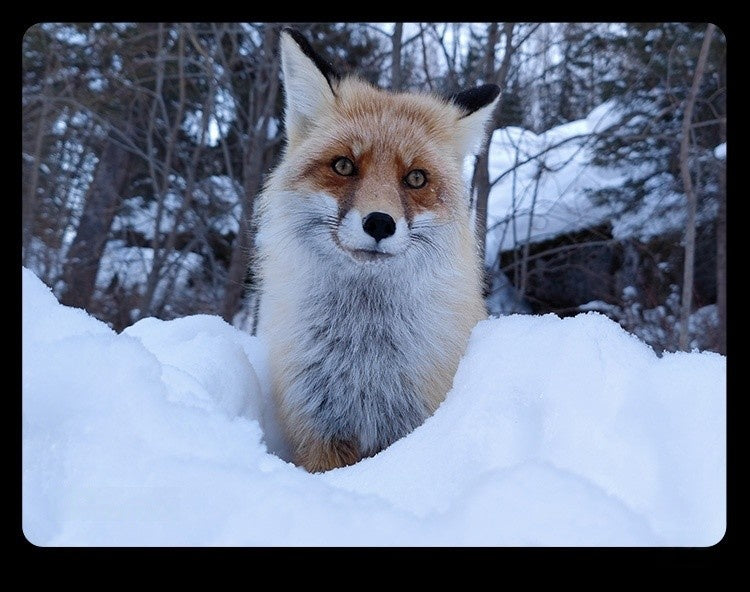 【Xiaomi小米】小米 11 Pro (可免費代刷Pixel OS)